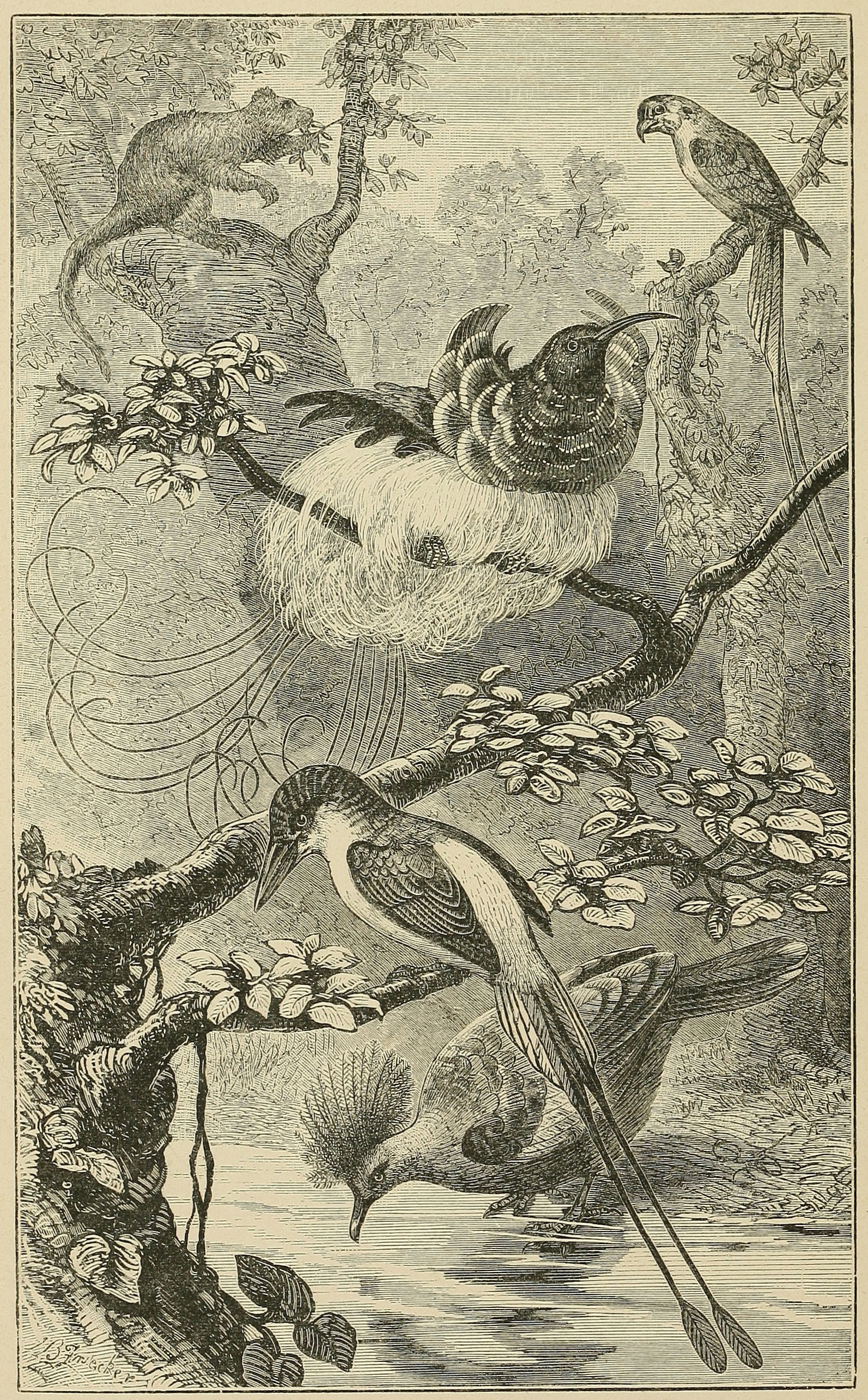 SCENE IN NEW GUINEA, WITH CHARACTERISTIC     ANIMALS.
