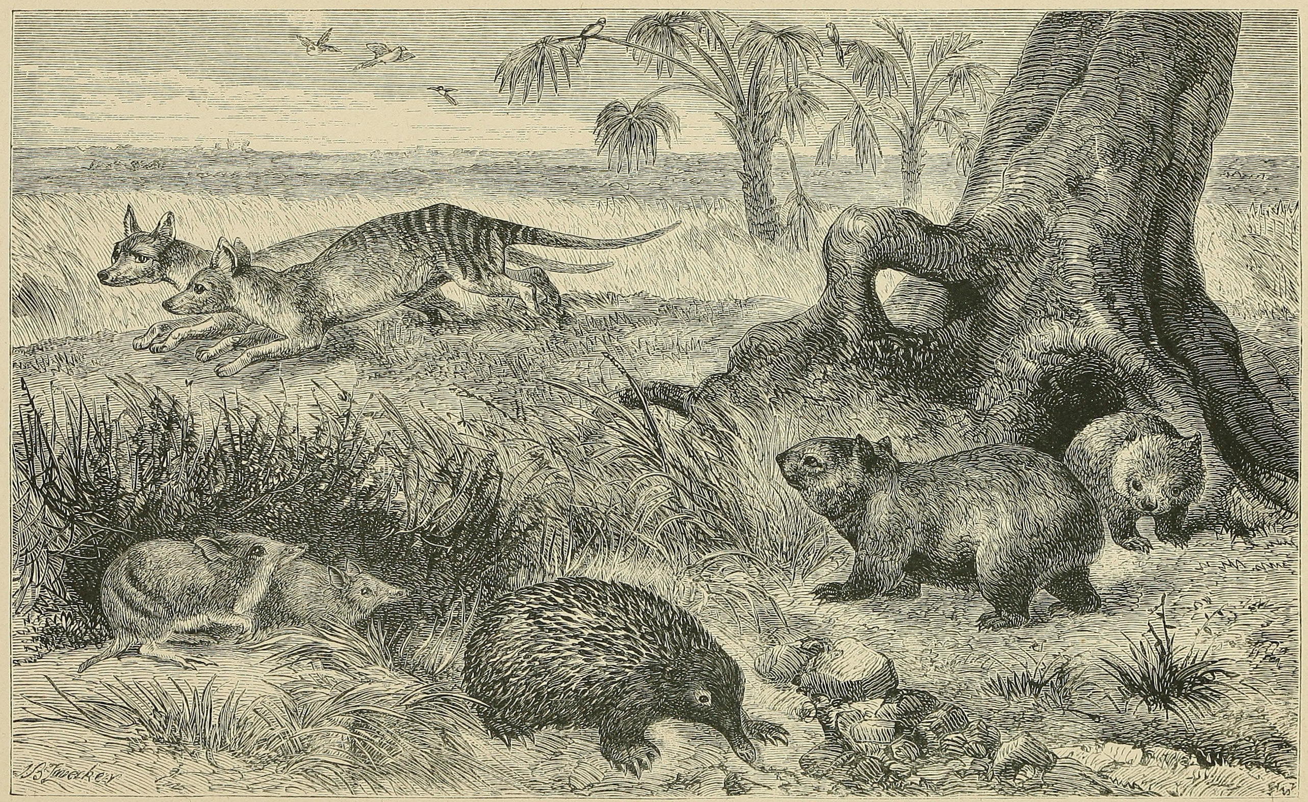 A SCENE IN TASMANIA, WITH CHARACTERISTIC     MAMMALIA.