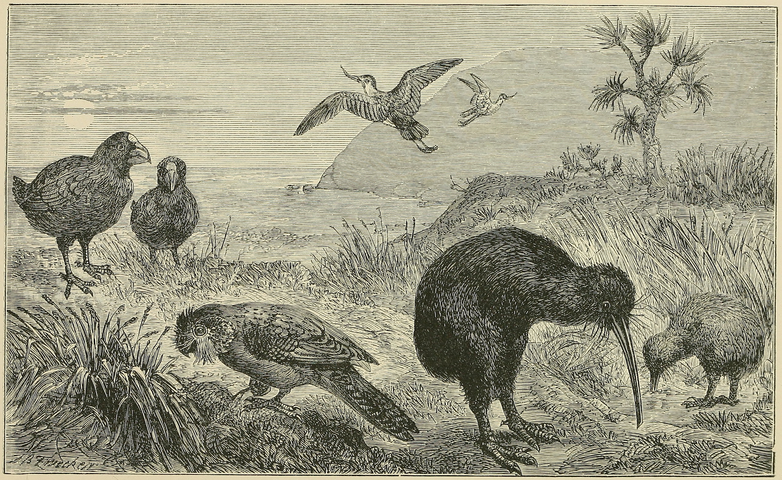 SCENE IN NEW ZEALAND, WITH SOME OF ITS     REMARKABLE BIRDS.