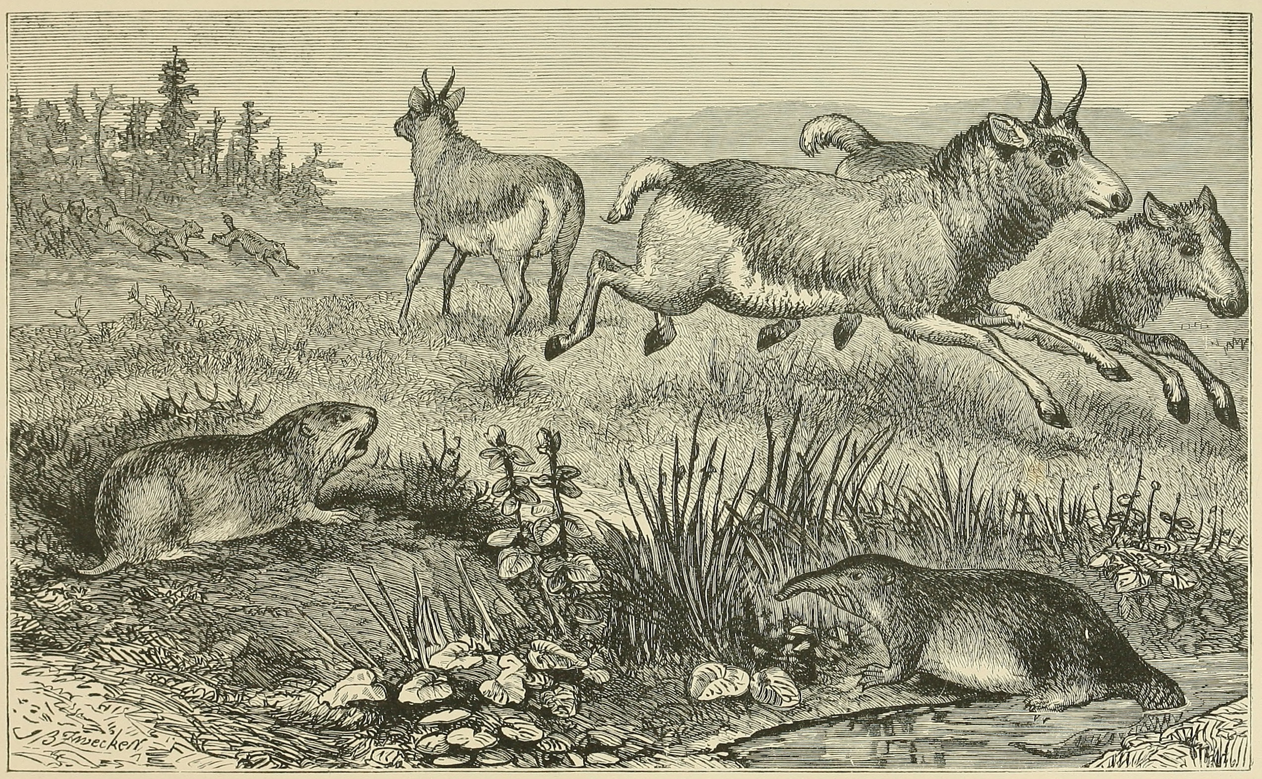 CHARACTERISTIC MAMMALIA OF WESTERN     TARTARY.