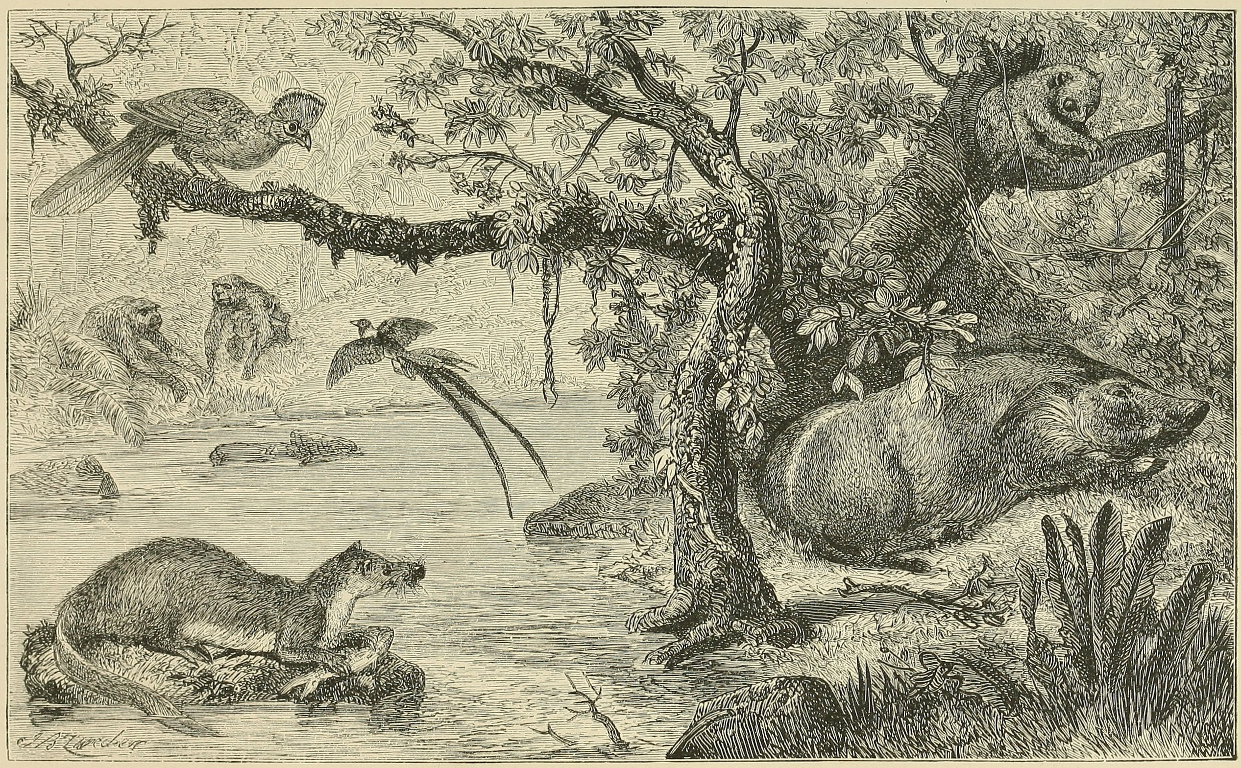 SCENE IN WEST AFRICA, WITH     CHARACTERISTIC ANIMALS.