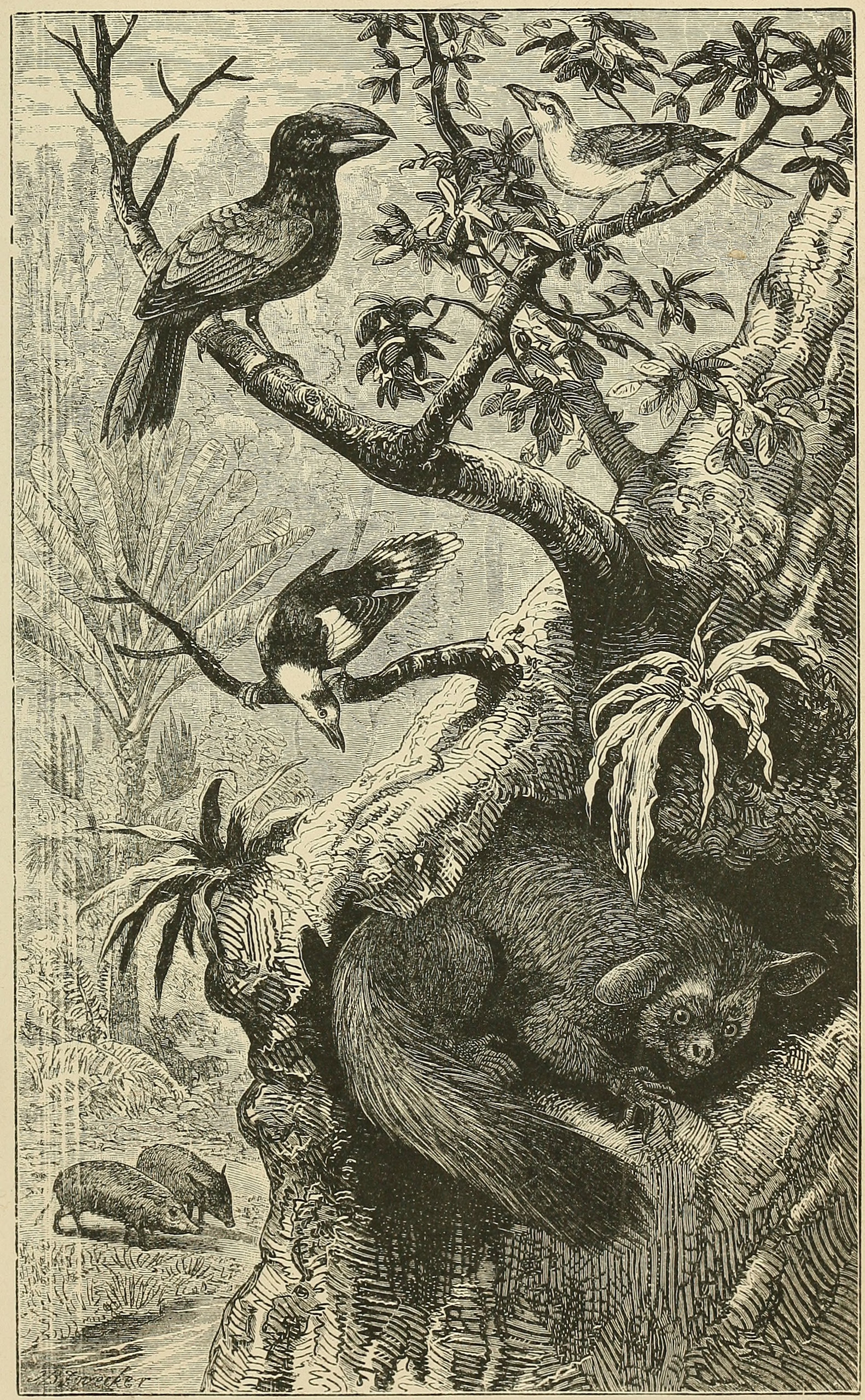SCENE IN MADAGASCAR, WITH CHARACTERISTIC     ANIMALS.