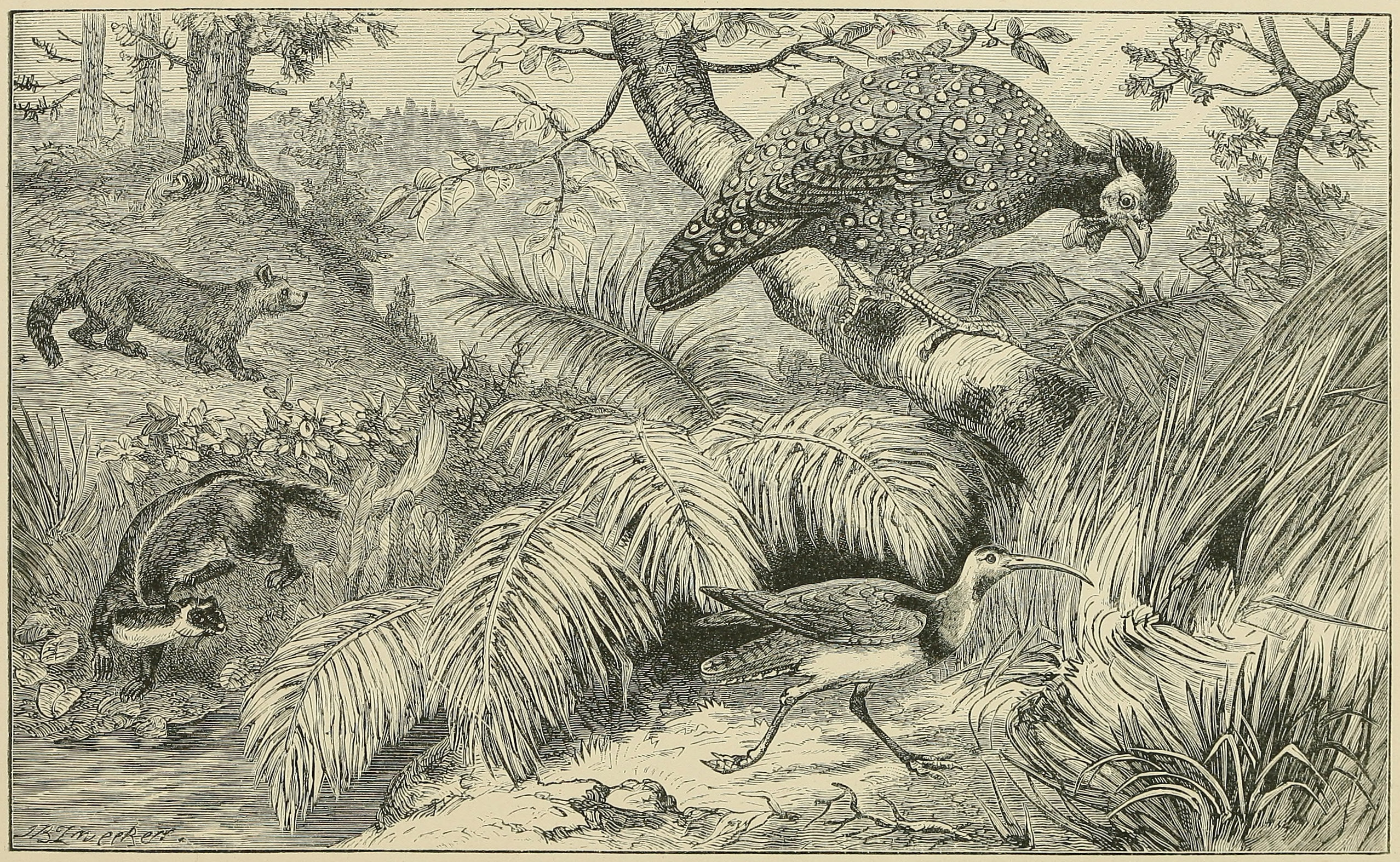SCENE IN NEPAUL, WITH CHARACTERISTIC     ANIMALS.