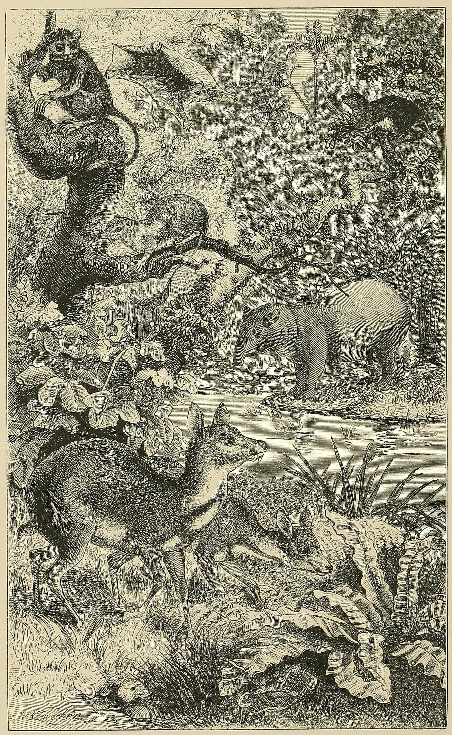 A FOREST IN BORNEO, WITH CHARACTERISTIC     MAMMALIA.
