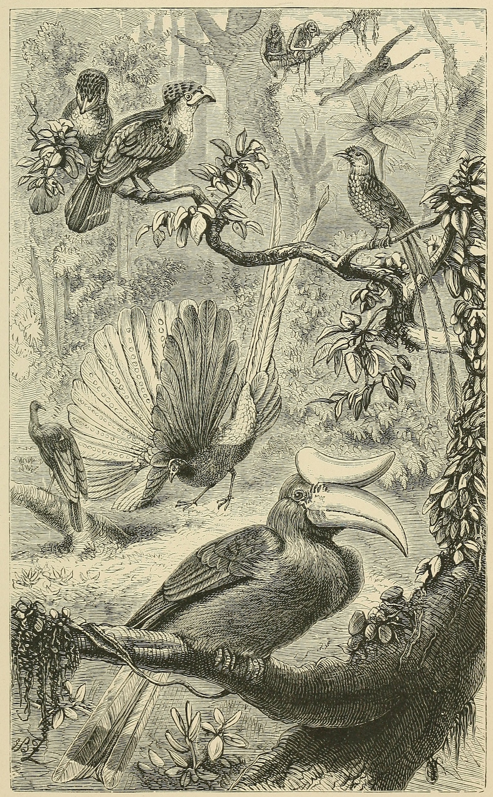 A MALAYAN FOREST, WITH ITS     CHARACTERISTIC BIRDS.