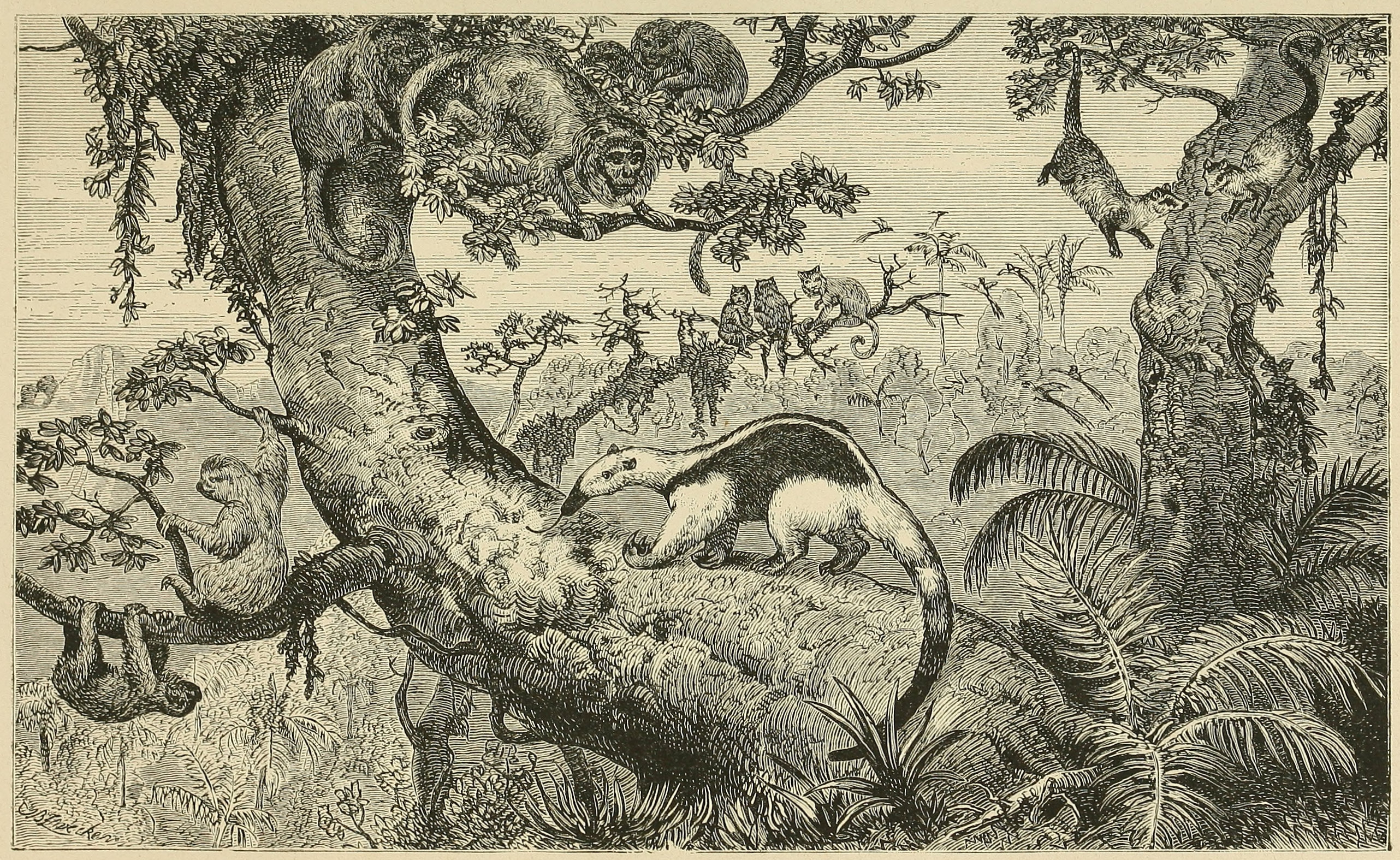 A BRAZILIAN FOREST, WITH CHARACTERISTIC     MAMMALIA.