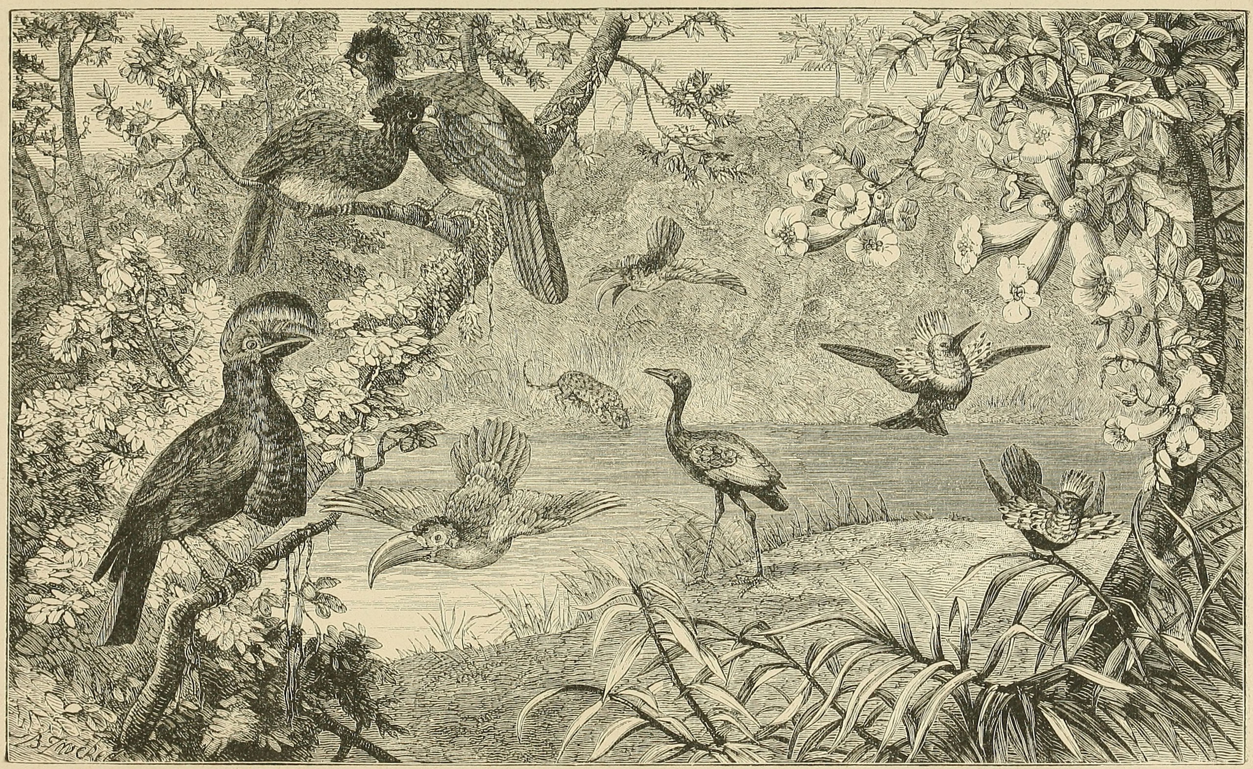 A FOREST SCENE ON THE UPPER AMAZON, WITH     SOME CHARACTERISTIC BIRDS.