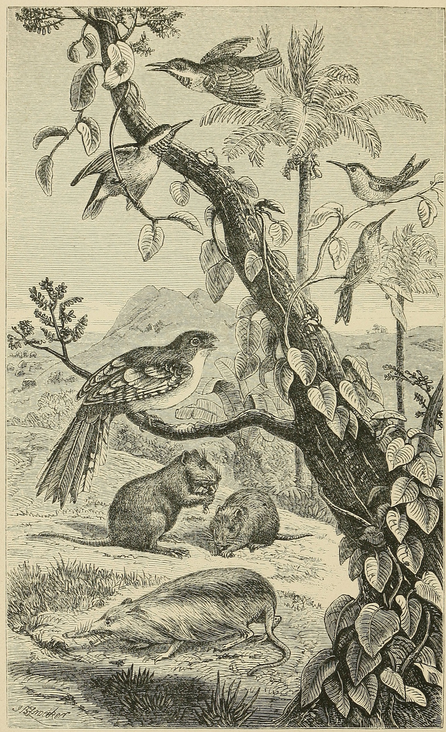 A SCENE IN CUBA, WITH CHARACTERISTIC     ANIMALS.