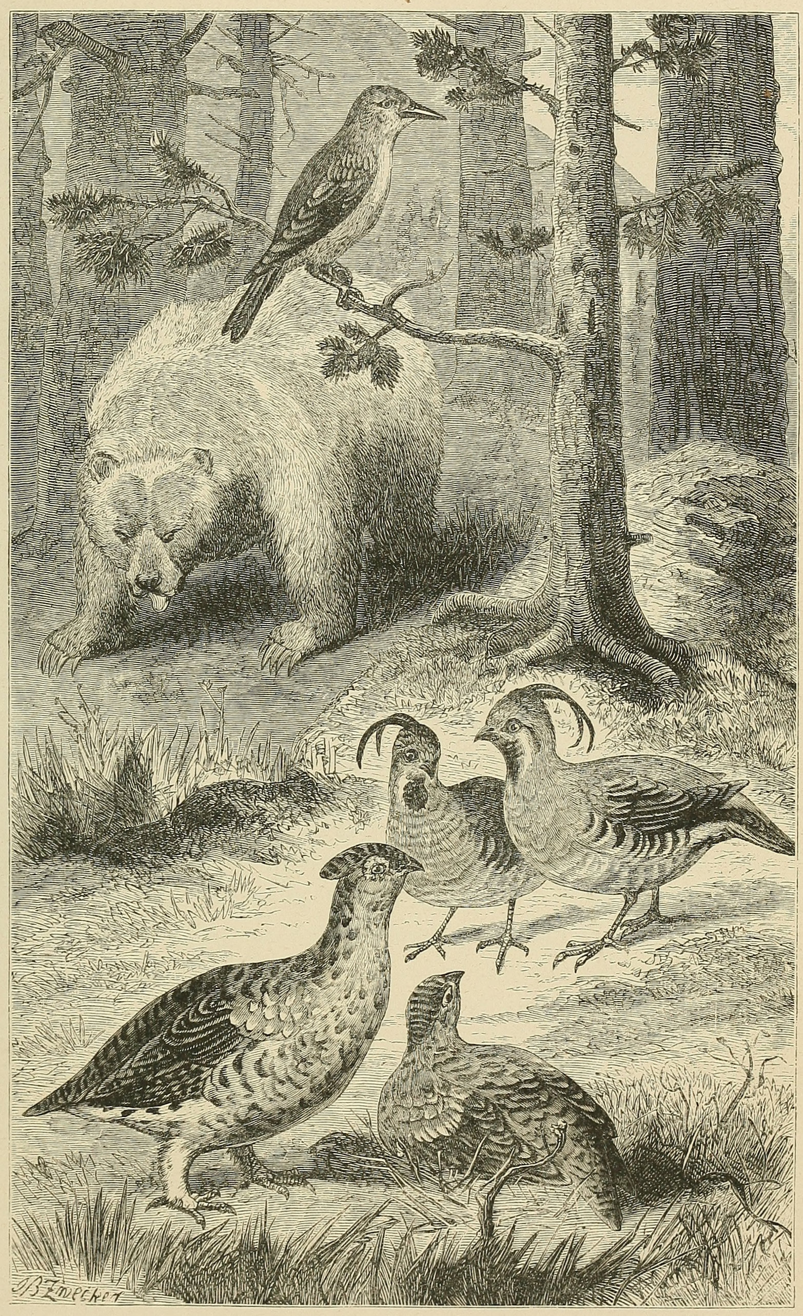 SCENE IN CALIFORNIA, WITH SOME     CHARACTERISTIC BIRDS.