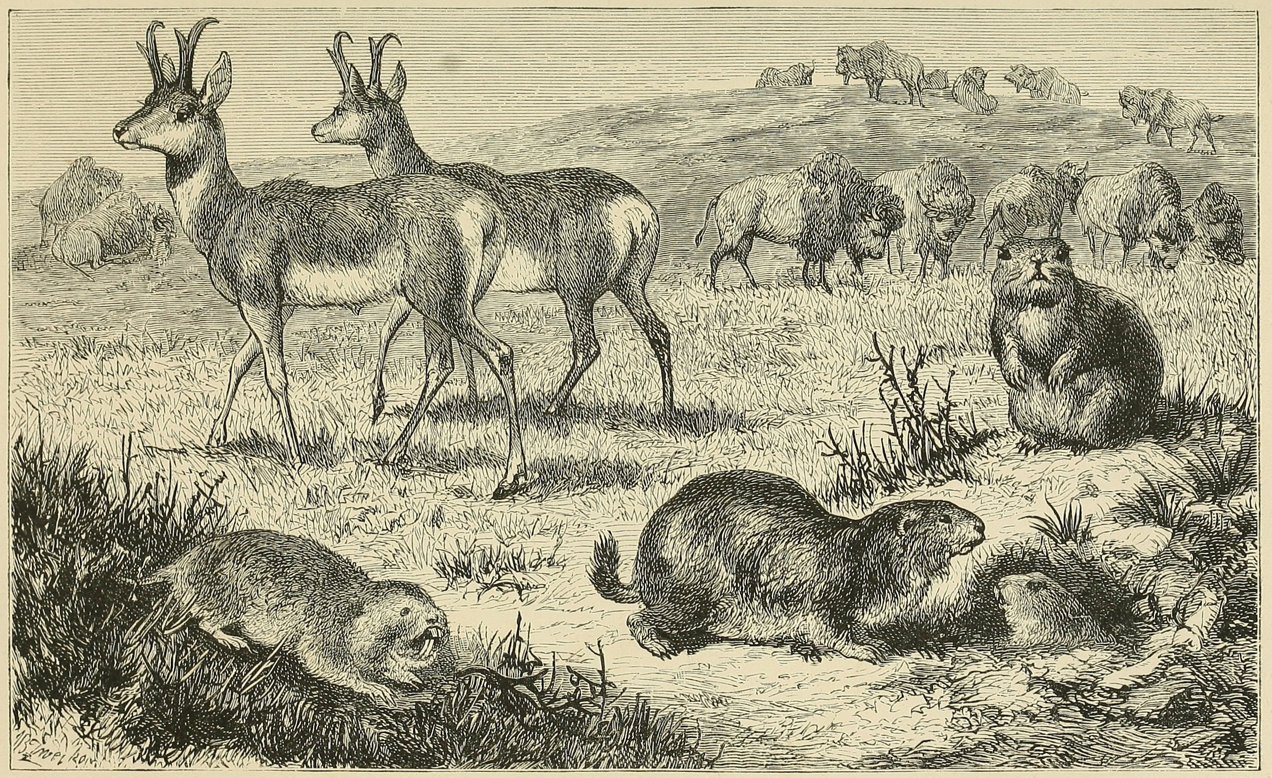 THE AMERICAN PRAIRIES, WITH     CHARACTERISTIC MAMMALIA.