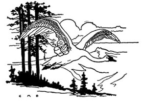 White Swan White Swan