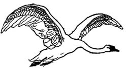 White Swan flying White Swan flying
