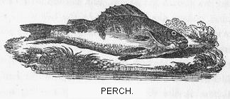Perch