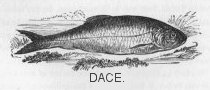 Dace
