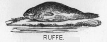 Ruffe