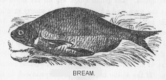 Bream