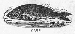 Carp