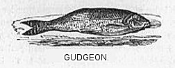 Gudgeon