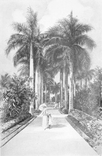 COLON PARK Colon Park, one of the most beautiful pleasure grounds of the Cuban capital, is also known as the Campo de Marte, and is at the southern end of the famous Prado. It is noted for its marvellous avenues of royal palms. From it the Call de la Reina, once one of the most fashionable streets of the city but now given up to business, runs westward toward the Botanical Gardens.