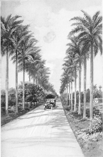 AN AVENUE OF PALMS The splendid highways which under the Republic have been created in all parts of Cuba have not been left as mere roadways, but have been provided with hundreds of thousands of shade trees, for the comfort of travellers as well as for the scenic beauty which they enhance. There are hundreds of miles of driveways shaded and adorned with stately palms or other trees, like that shown in the illustration.