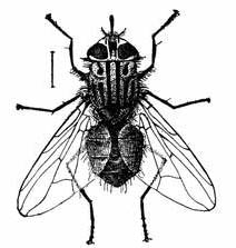 Fig. 1.--The stable fly. Much enlarged. Fig. 1.--The stable fly. Much enlarged.