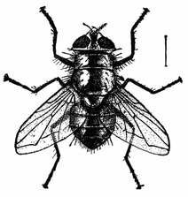 Fig. 2.--One of the green-bottle flies (Lucilia caesar). Much enlarged. Fig. 2.--One of the green-bottle flies (Lucilia caesar). Much enlarged.