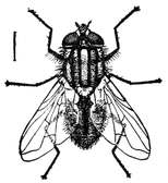Fig. 3.--The true house fly. Enlarged. Fig. 3.--The true house fly. Enlarged.