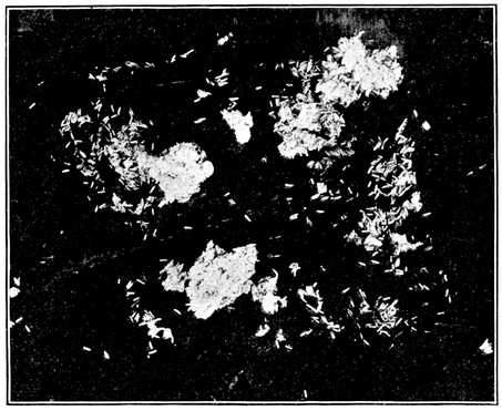 Fig. 4.--Eggs of the house fly. About natural size. (Newstead.) Fig. 4.--Eggs of the house fly. About natural size. (Newstead.)