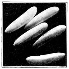 Fig. 5.--Eggs of the house fly. Highly magnified. (Newstead.) Fig. 5.--Eggs of the house fly. Highly magnified. (Newstead.)