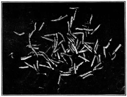 Fig. 6.--Larvæ , or maggots, of the house fly. About natural size. (Newstead.) Fig. 6.--Larvæ , or maggots, of the house fly. About natural size. (Newstead.)