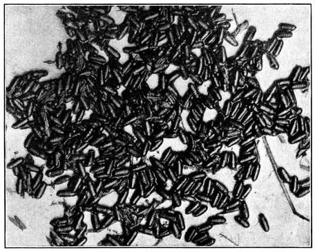 Fig. 7.--Pupæ of the house fly. About natural size. (Newstead.) Fig. 7.--Pupæ of the house fly. About natural size. (Newstead.)