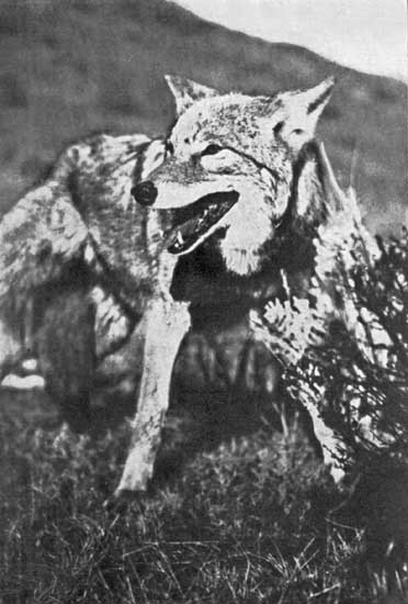 COYOTE COYOTE