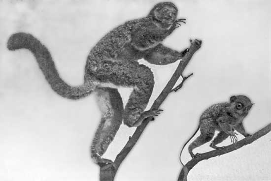 MONKEYS MONKEYS