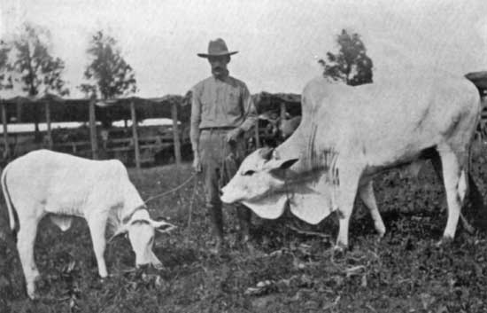 ZEBU ZEBU