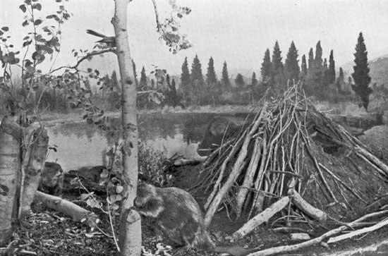 BEAVERS BEAVERS