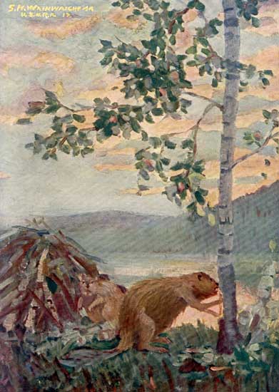 BEAVER BEAVER