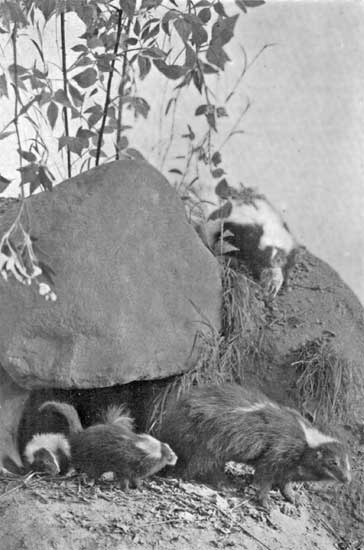 SKUNK SKUNK