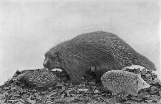 PORCUPINE PORCUPINE
