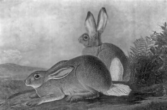 RABBITS RABBITS