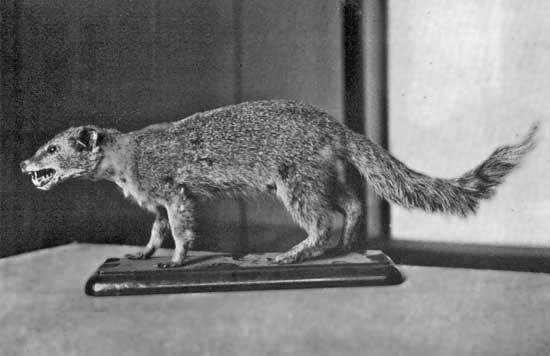 MONGOOSE MONGOOSE
