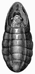 Fig. 47.—Imago of Bot-fly emerging. Fig. 47.—Imago of Bot-fly emerging.
