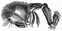 Fig. 56.—Trunk of the Meat-fly. Fig. 56.—Trunk of the Meat-fly.