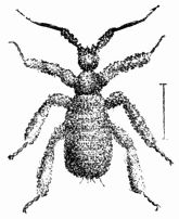 Fig. 72.—Pupa of Reduvius personatus, covered with its cloak of dust (magnified). Fig. 72.—Pupa of Reduvius personatus, covered with its cloak of dust (magnified).