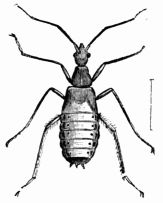 Fig. 73.—Pupa of Reduvius personatus, denuded of its cloak of dust (magnified). Fig. 73.—Pupa of Reduvius personatus, denuded of its cloak of dust (magnified).