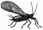 Fig. 87, 88.—Winged Aphides, or Plant-lice (magnified). Fig. 87.—Winged Aphides, or Plant-lice (magnified).