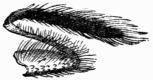 Fig. 135.—Leg of Butterfly armed with hooks. Fig. 135.—Leg of Butterfly armed with hooks.