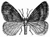 Fig. 265.—Chimatobia brumata, male. Fig. 265.—Chimatobia brumata, male.