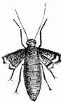 Fig. 266.—Chimatobia brumata, female. Fig. 266.—Chimatobia brumata, female.