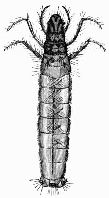 Fig. 415.—Larva of Phryganea rhombica. Fig. 415.—Larva of Phryganea rhombica.