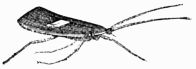 Fig. 416.—Phryganea rhombica, in repose. Fig. 416.—Phryganea rhombica, in repose.